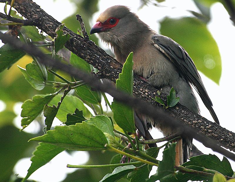 voels ens 001.jpg - Ek sien jou!
